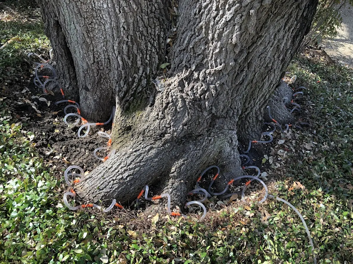 Detailed Tree Cabling and Bracing job site in Wittenberg