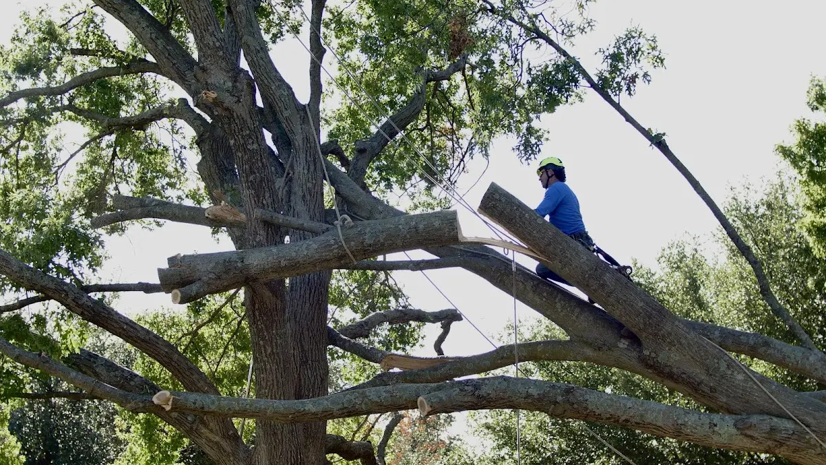 Professional Hazardous Tree Removal performed by certified arborists in Wittenberg